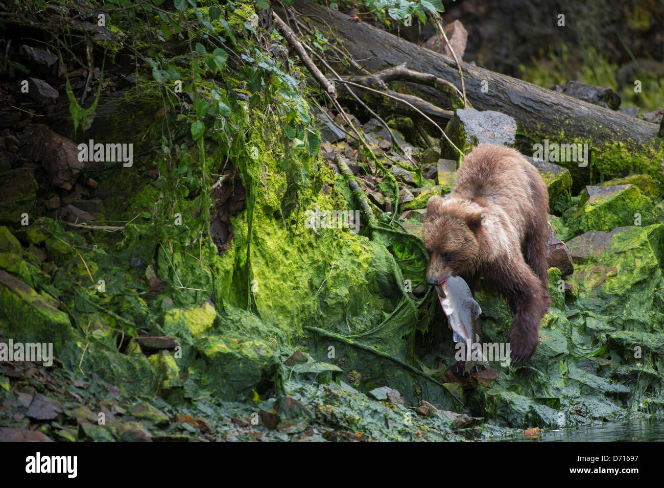 Brauner Bär mit Lachs in Pavlof Harbor in Chatham Strait, Chichagof Island Tongass National Forest, Alaska, USA Stockfoto