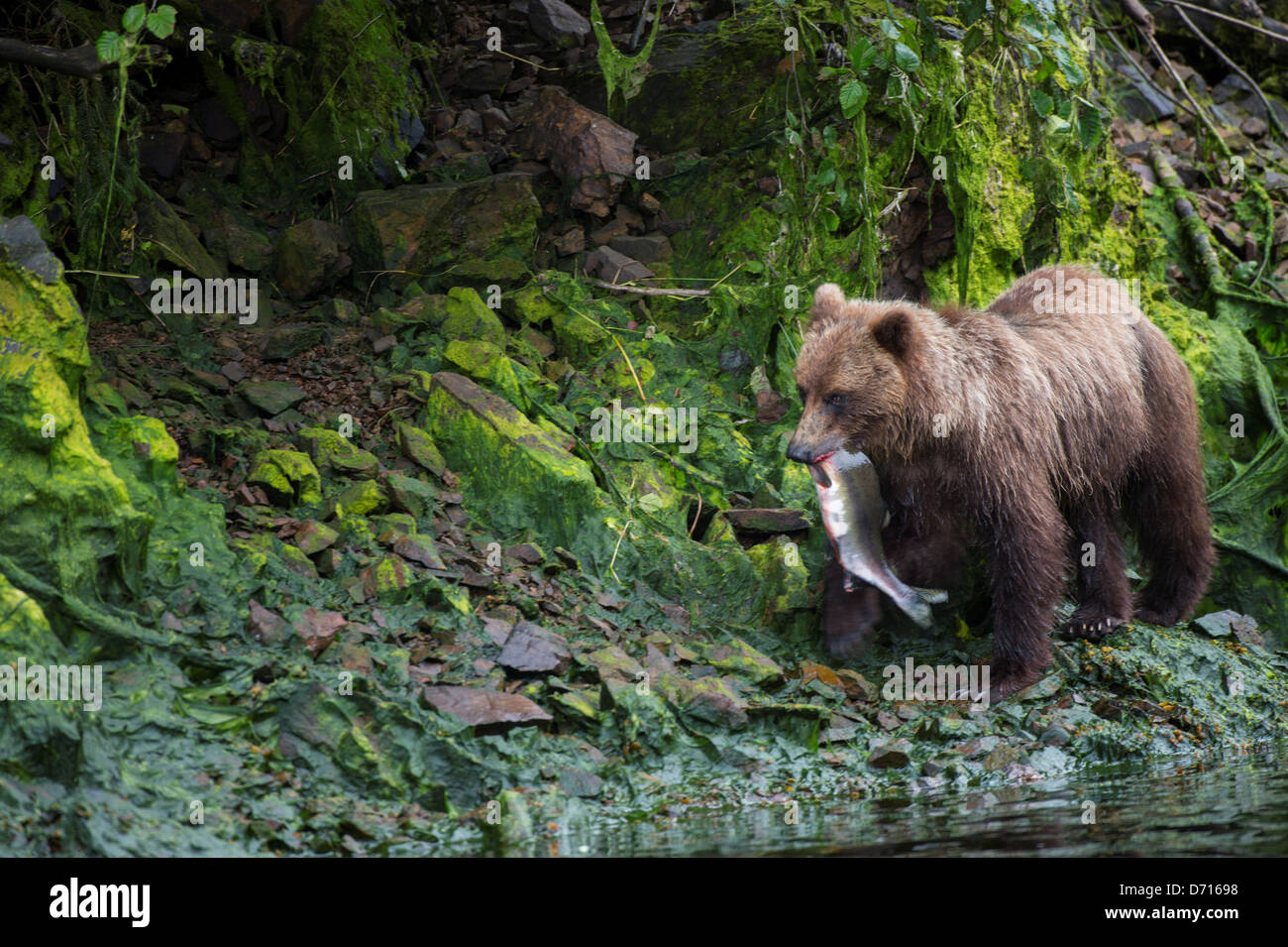 Brauner Bär mit Lachs in Pavlof Harbor in Chatham Strait, Chichagof Island Tongass National Forest, Alaska, USA Stockfoto