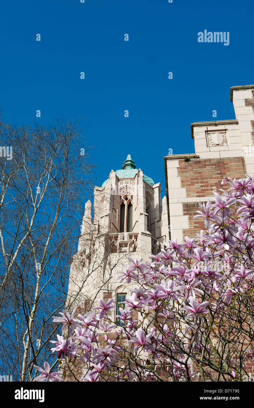 USA, Bundesstaat Washington, Seattle, Campus der University Of Washington, die Musik-Gebäude mit blühenden Magnolie im Frühjahr Stockfoto