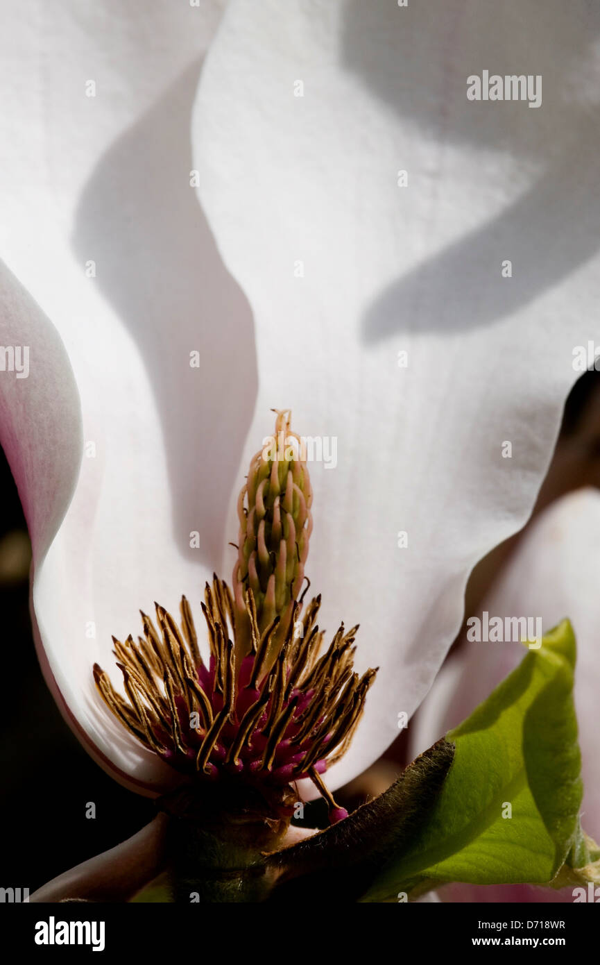 USA, Washington State, Bellevue, Tulpen-Magnolie (Magnolia X Soulangeana) im Garten Stockfoto