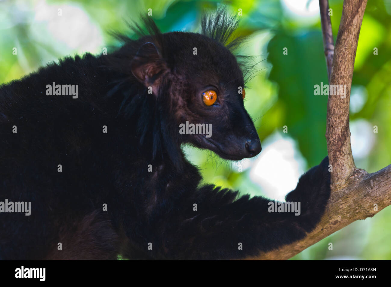 Black Lemur (Eulemur Macaco), Nosy Be, Madagaskar Stockfoto