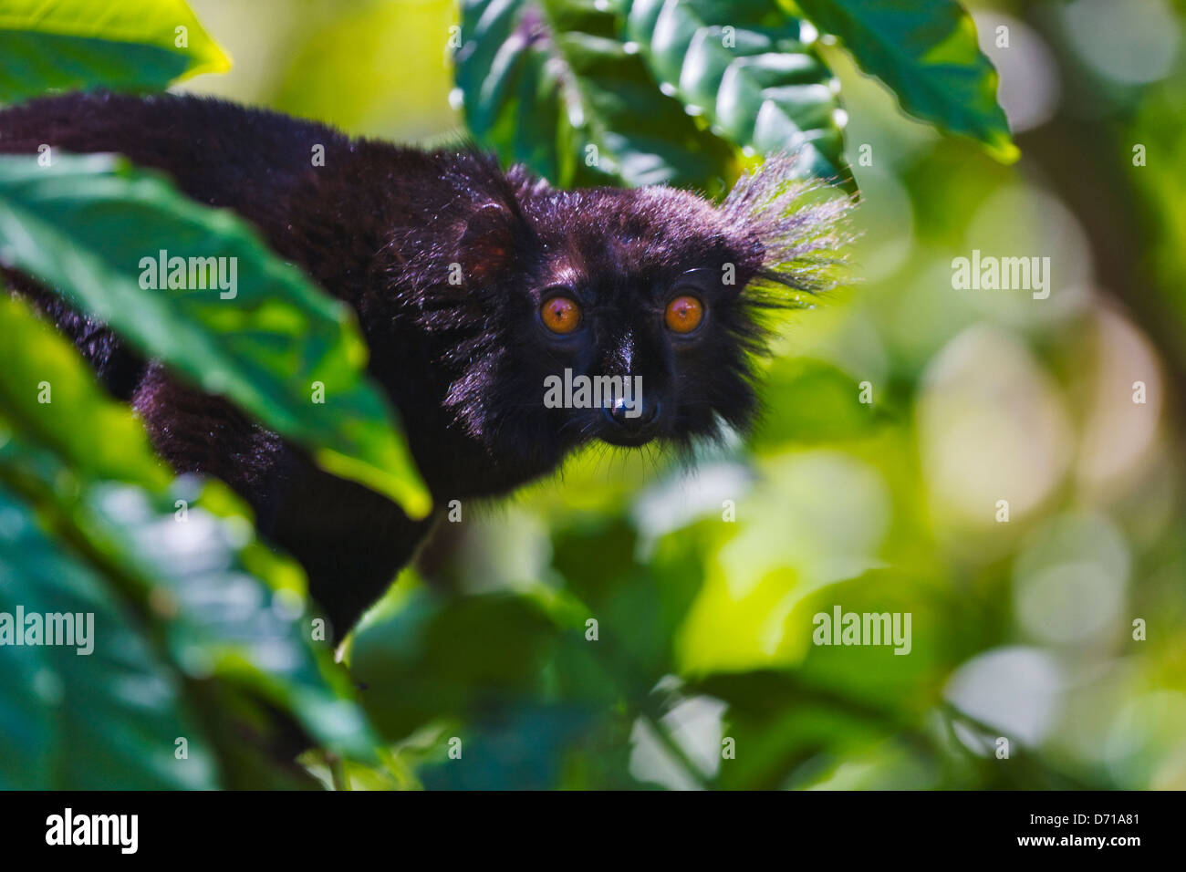 Black Lemur (Eulemur Macaco), Nosy Be, Madagaskar Stockfoto