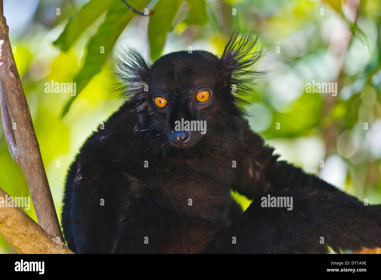 Black Lemur (Eulemur Macaco), Nosy Be, Madagaskar Stockfoto