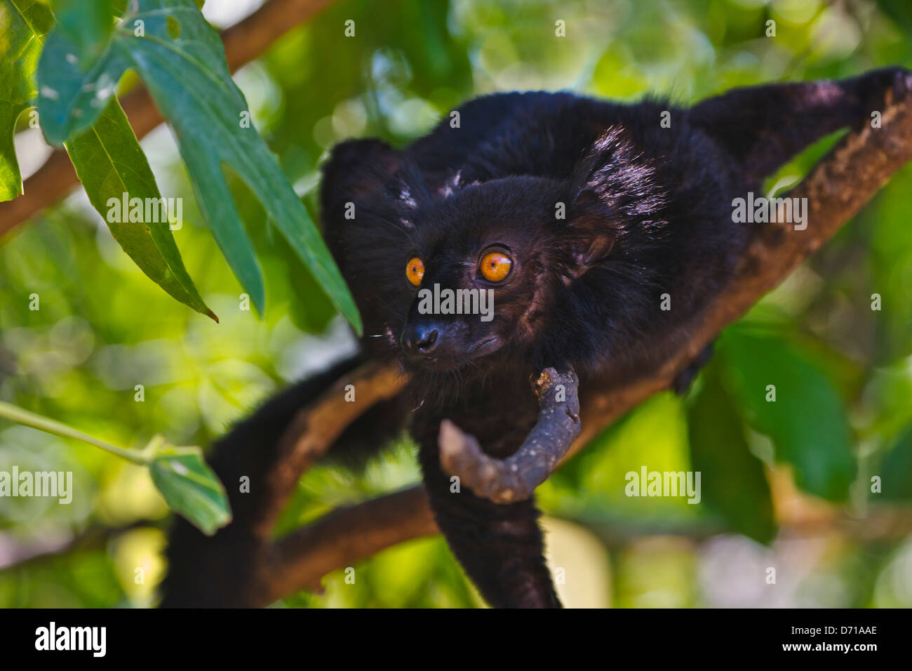 Black Lemur (Eulemur Macaco), Nosy Be, Madagaskar Stockfoto