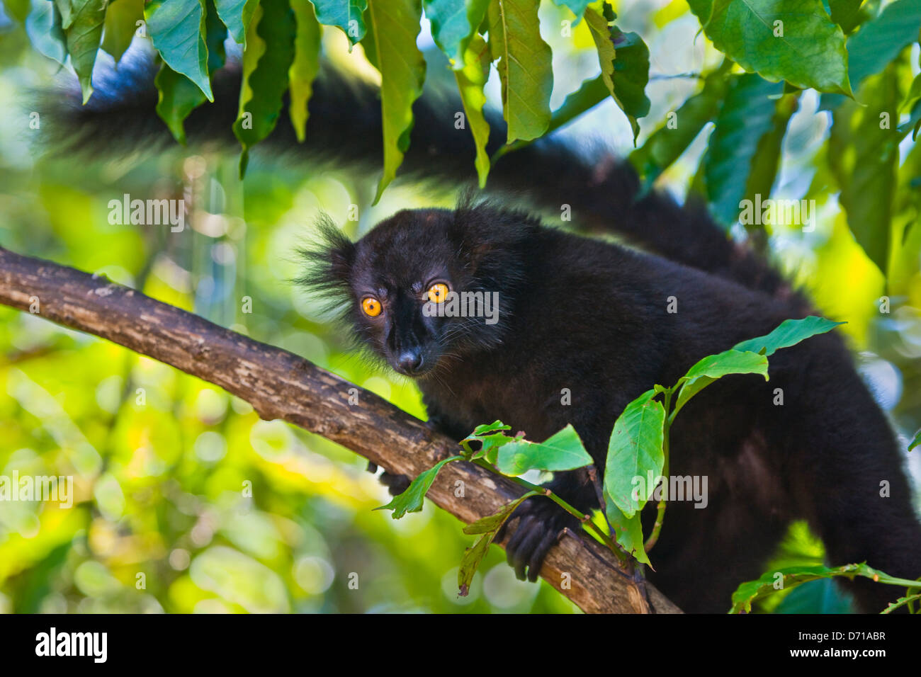 Black Lemur (Eulemur Macaco), Nosy Be, Madagaskar Stockfoto