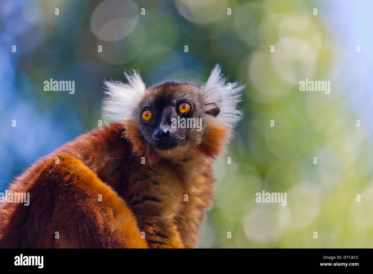 Weibliche schwarze Lemur (Eulemur Macaco) mit braunen Haaren, Nosy Be, Madagaskar Stockfoto