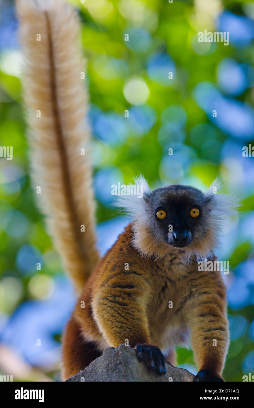 Weibliche schwarze Lemur (Eulemur Macaco) mit braunen Haaren, Nosy Be, Madagaskar Stockfoto