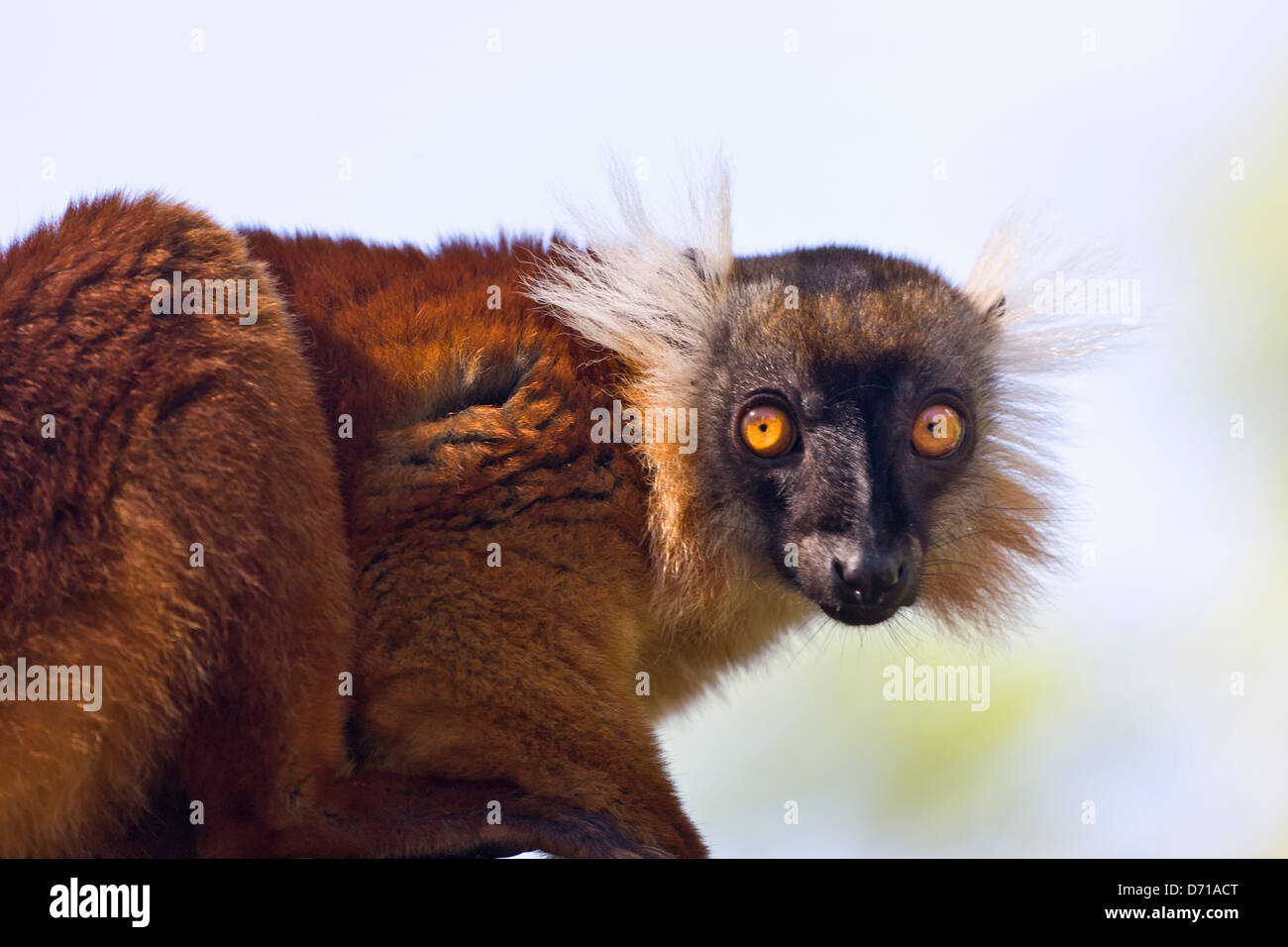 Weibliche schwarze Lemur (Eulemur Macaco) mit braunen Haaren, Nosy Be, Madagaskar Stockfoto
