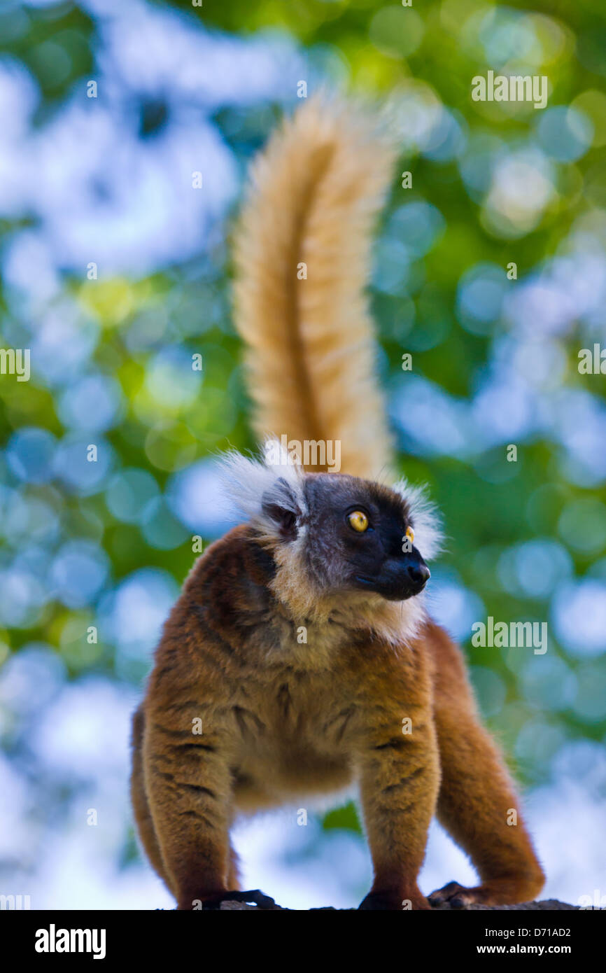 Weibliche schwarze Lemur (Eulemur Macaco) mit braunen Haaren, Nosy Be, Madagaskar Stockfoto