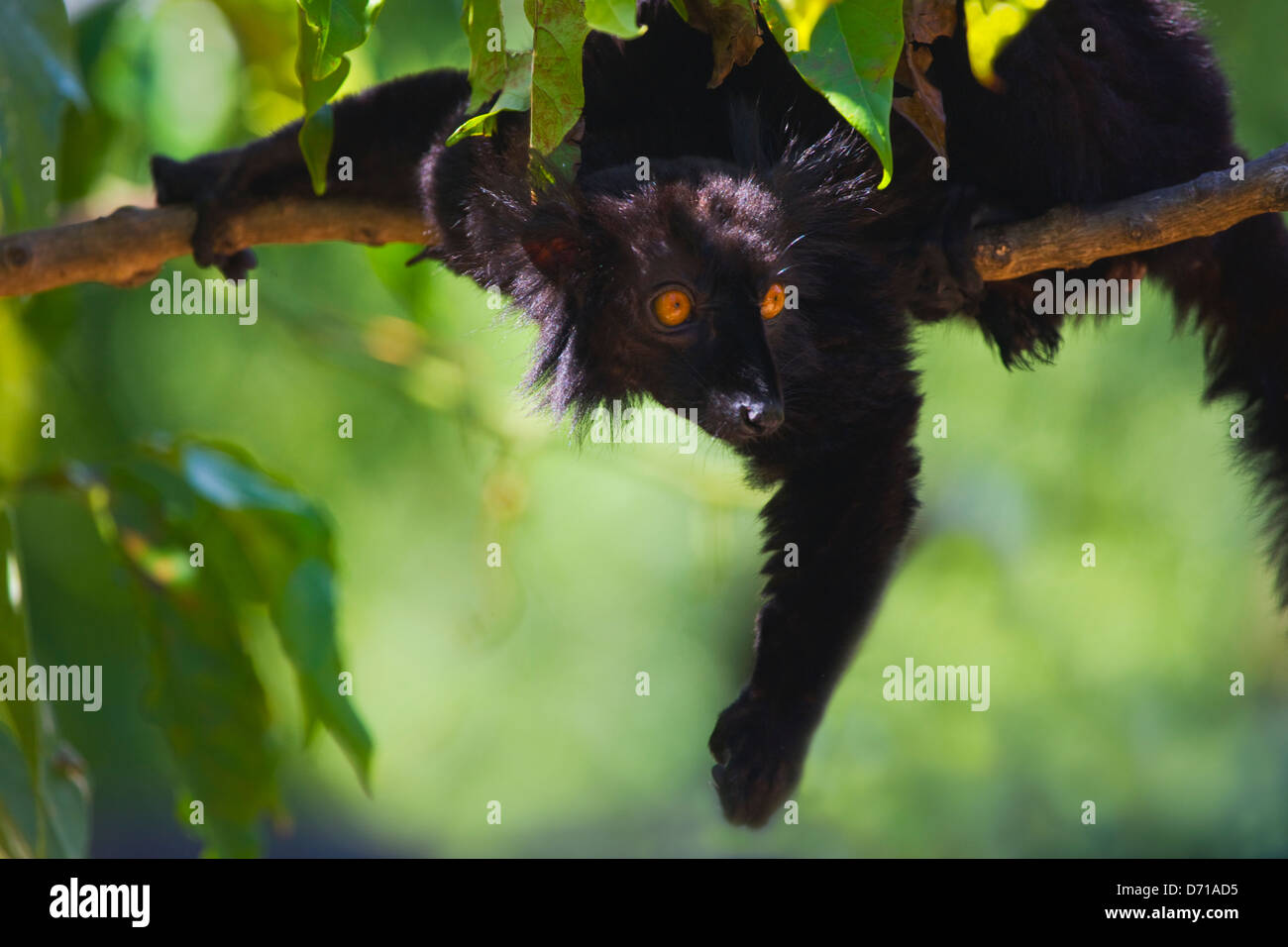 Black Lemur (Eulemur Macaco), Nosy Be, Madagaskar Stockfoto