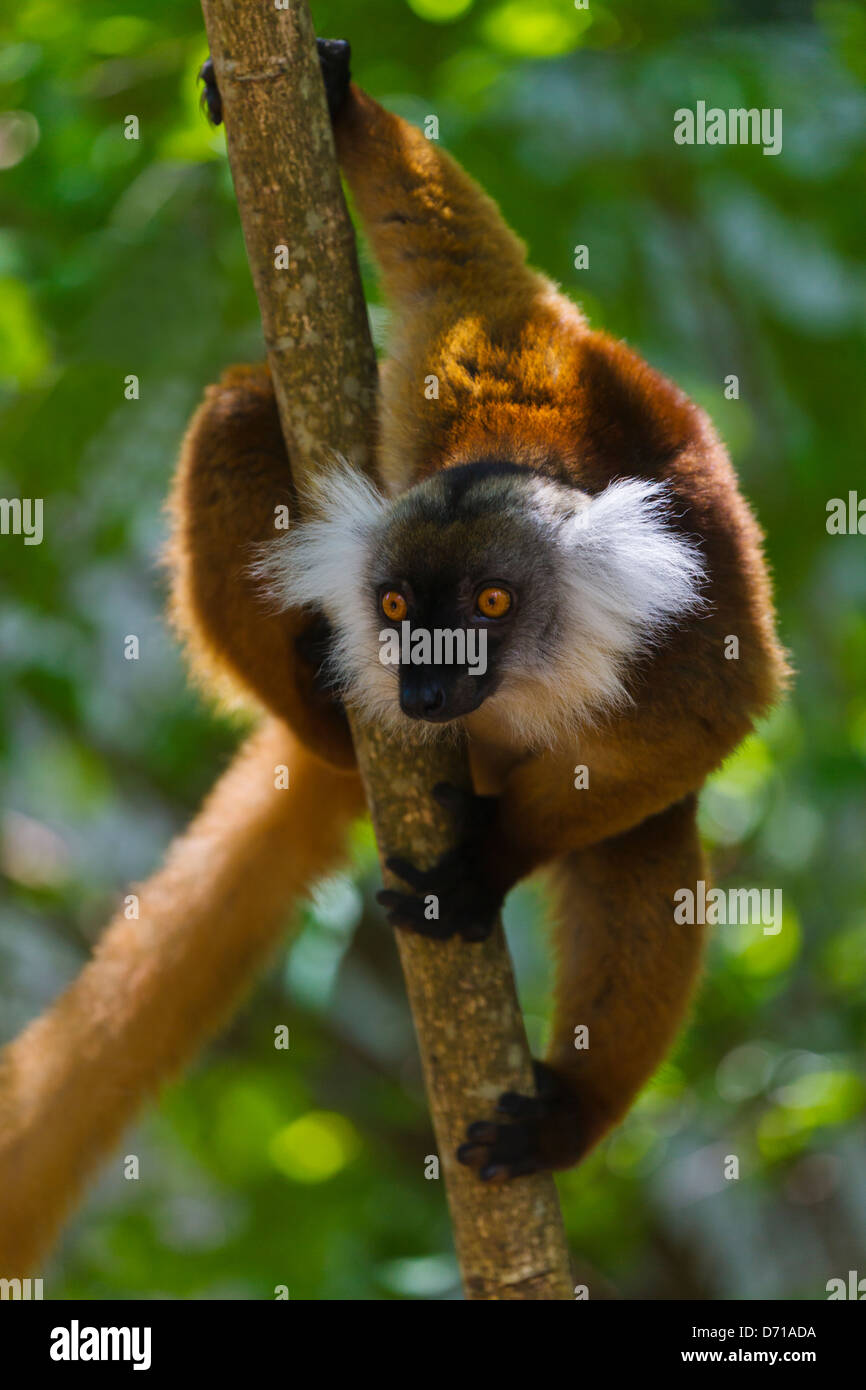 Weibliche schwarze Lemur (Eulemur Macaco) mit braunen Haaren, Nosy Be, Madagaskar Stockfoto