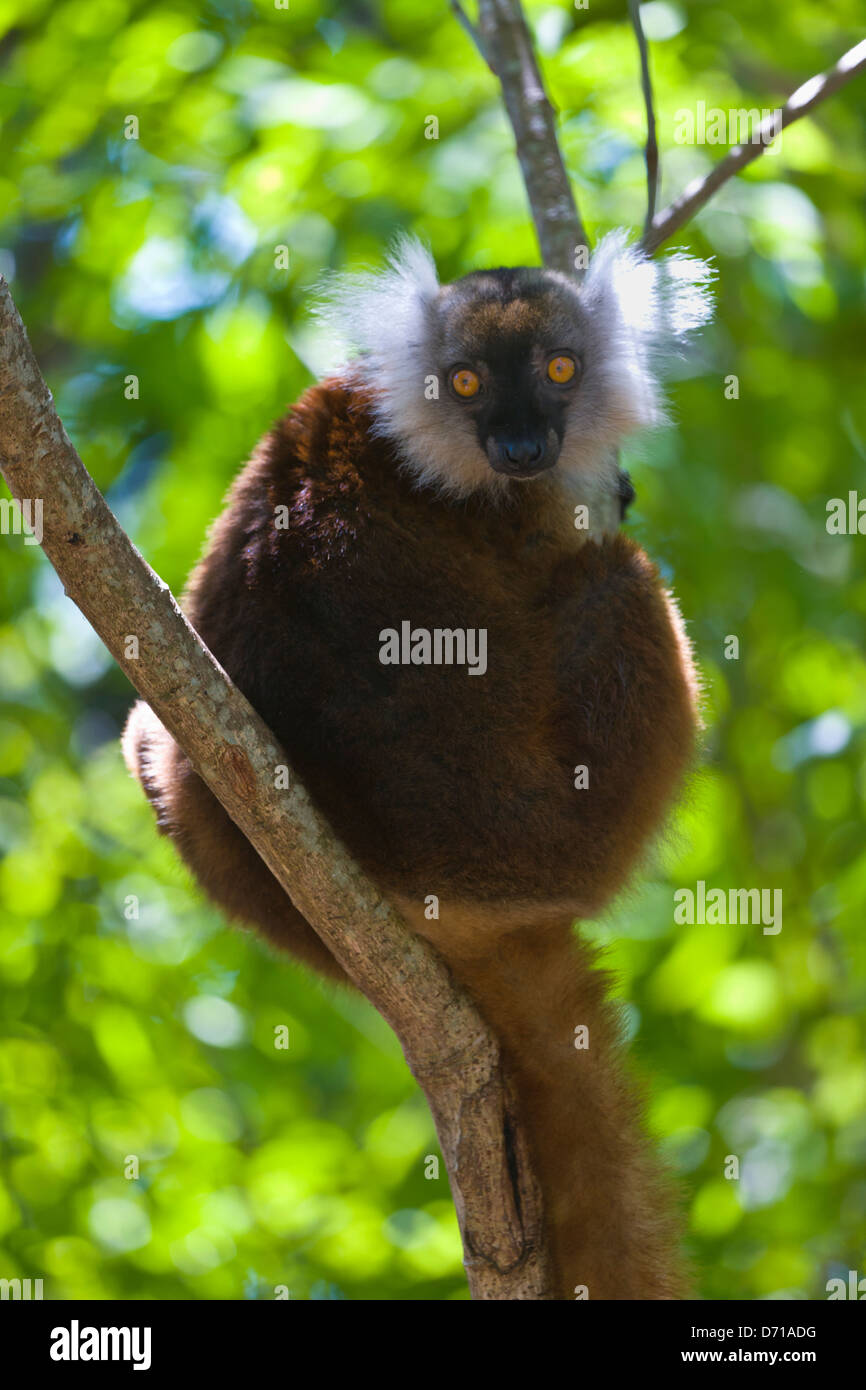 Weibliche schwarze Lemur (Eulemur Macaco) mit braunen Haaren, Nosy Be, Madagaskar Stockfoto