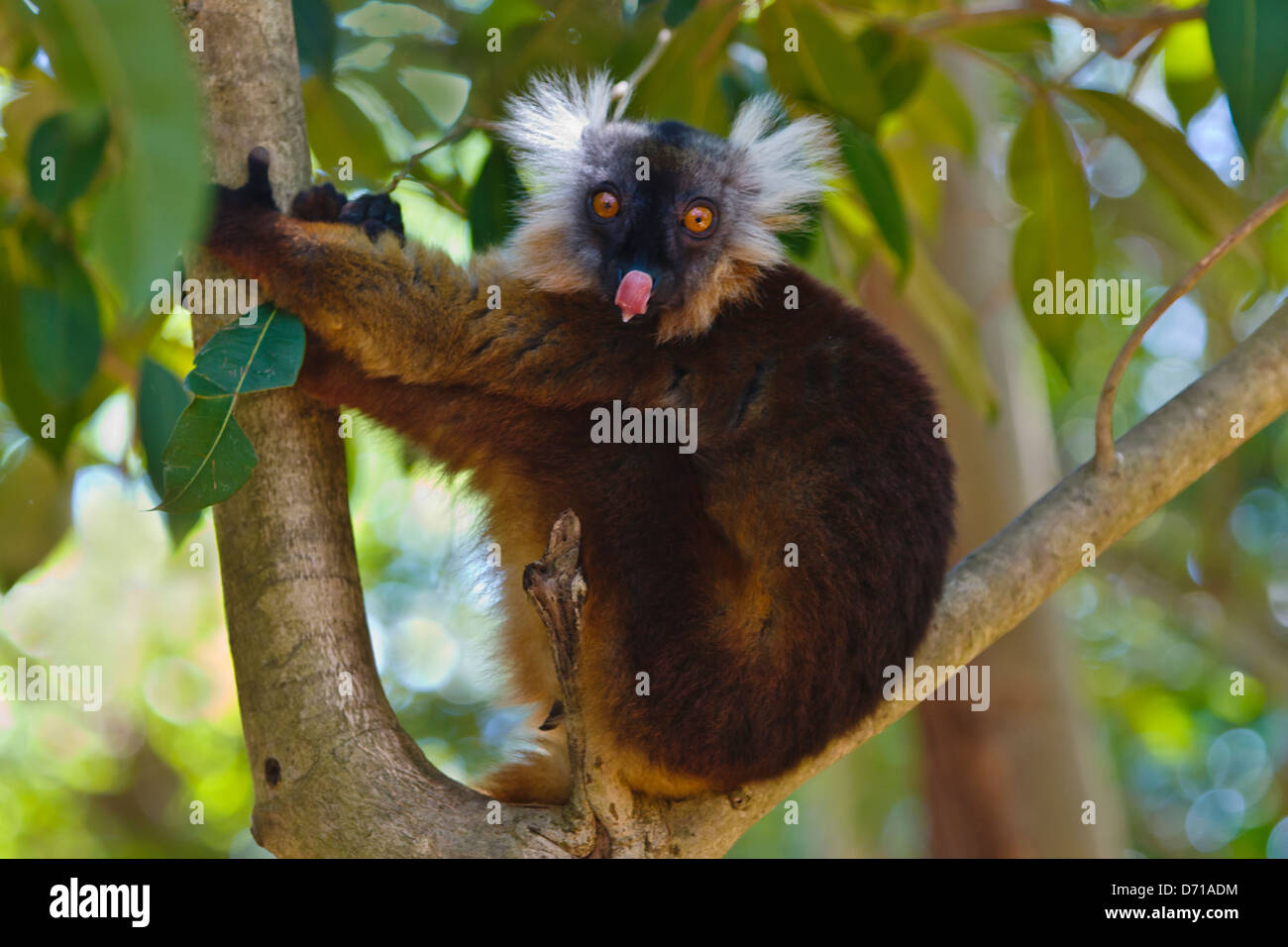 Weibliche schwarze Lemur (Eulemur Macaco) mit braunen Haaren, Nosy Be, Madagaskar Stockfoto
