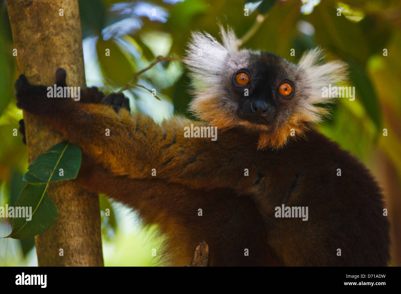 Weibliche schwarze Lemur (Eulemur Macaco) mit braunen Haaren, Nosy Be, Madagaskar Stockfoto