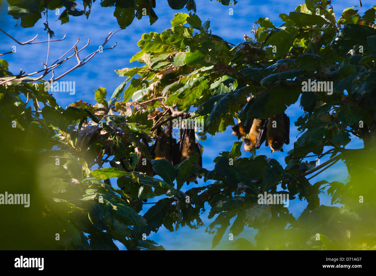 Fledermäuse hängen von dem Baum, Nosy Komba, Madagaskar Stockfoto