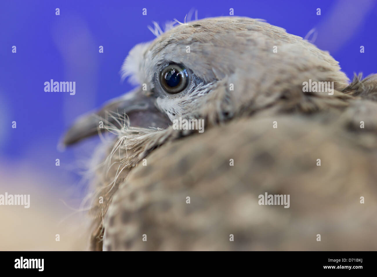 Nahaufnahme von Spotted Necked Taube, Babyvogel. Stockfoto