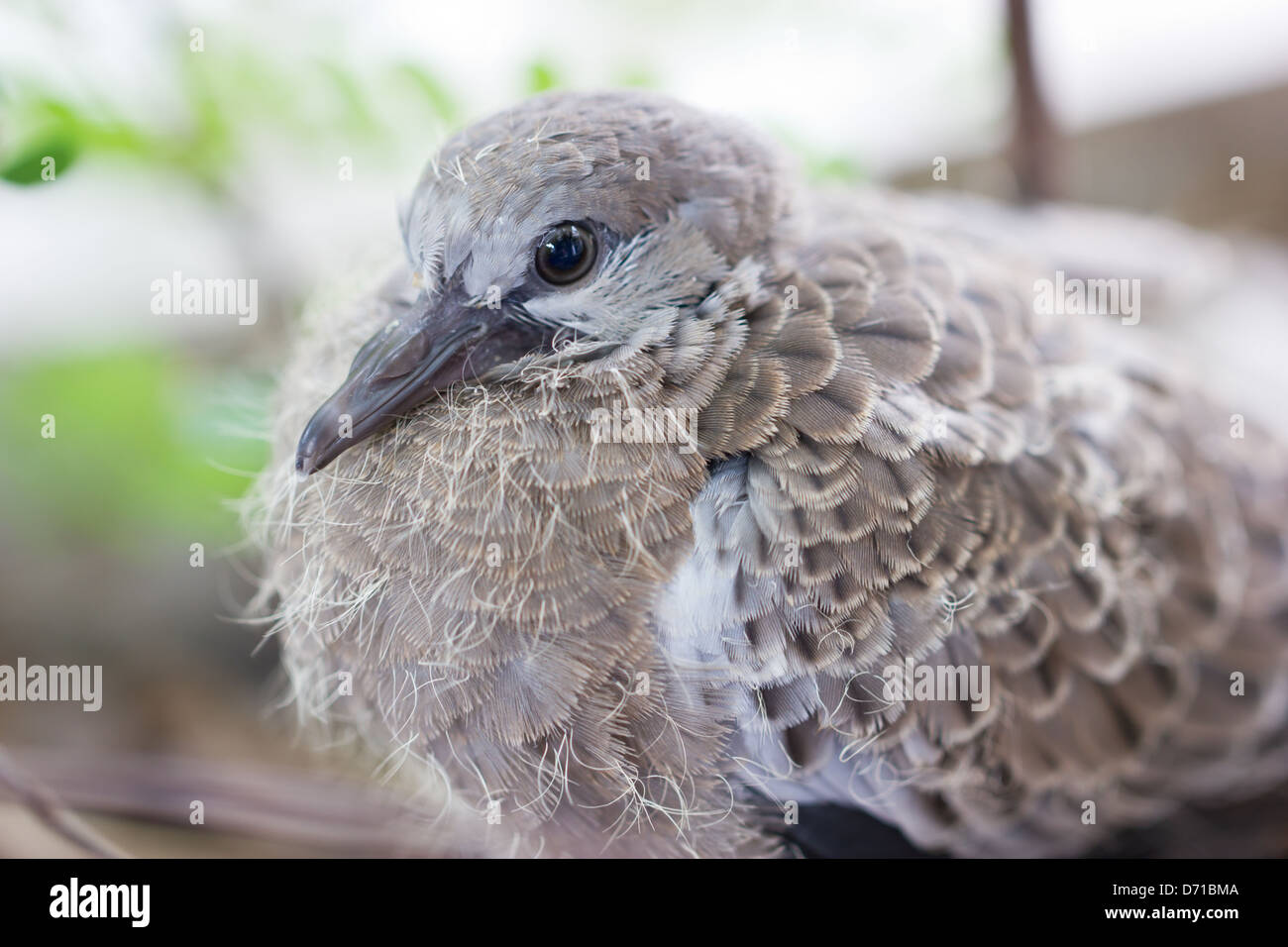 Nahaufnahme von Spotted Necked Taube, Babyvogel. Stockfoto
