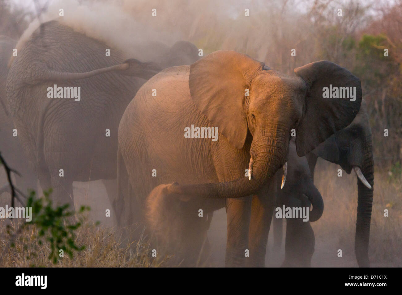 Elefantenherde, Südafrika Stockfoto
