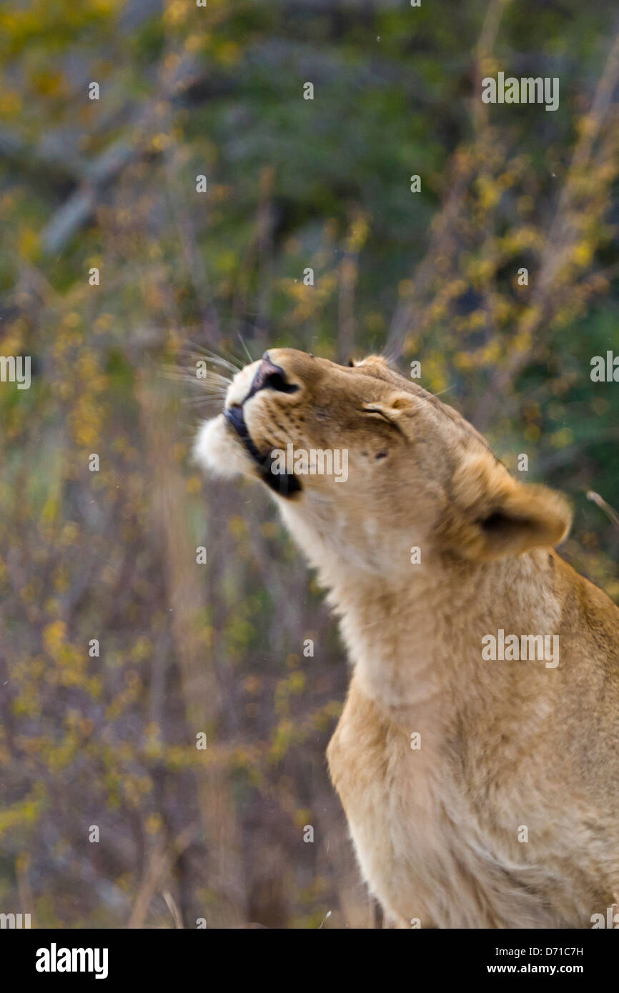 Löwin, Südafrika Stockfoto