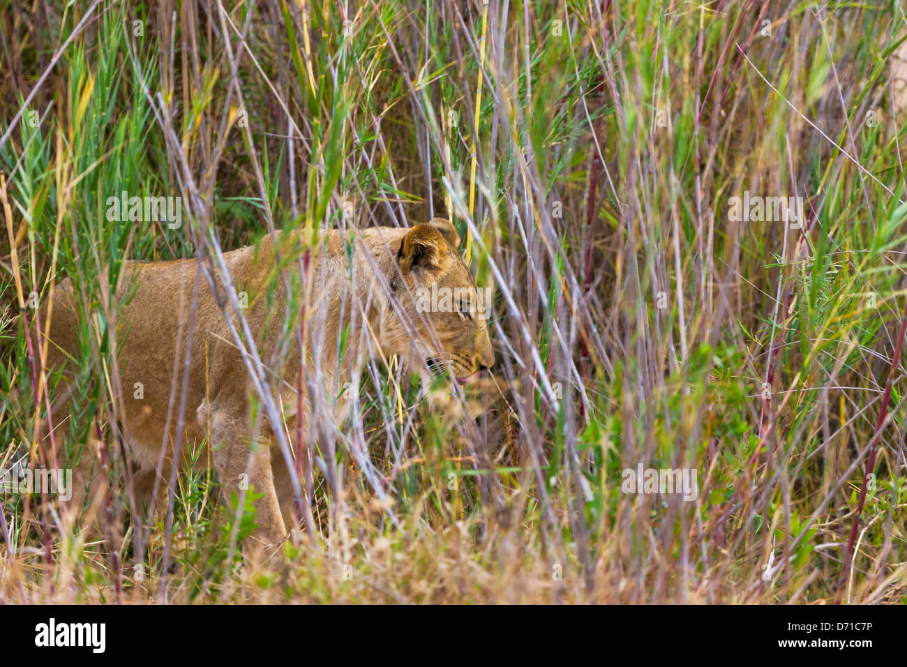 Löwin, Südafrika Stockfoto