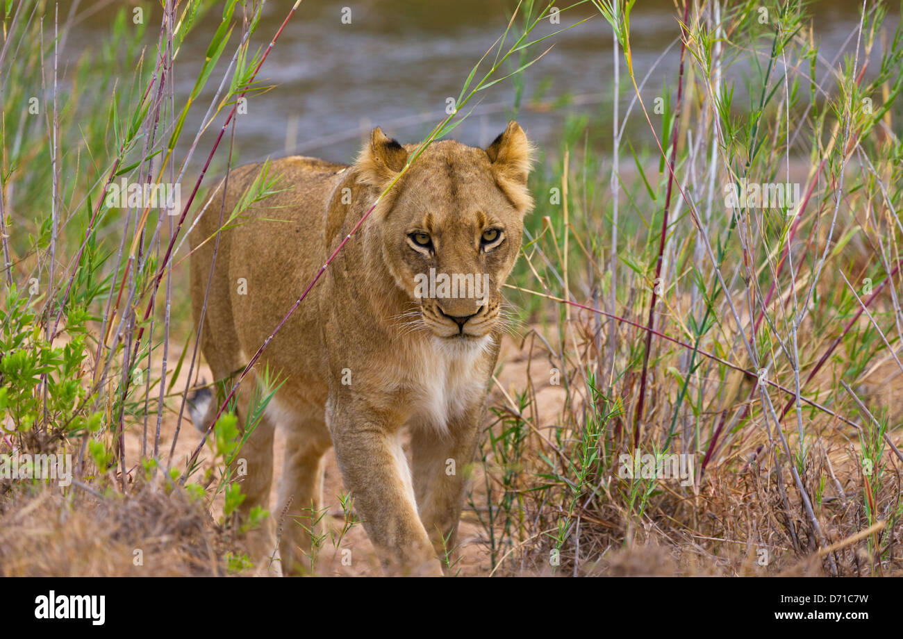 Löwin, Südafrika Stockfoto