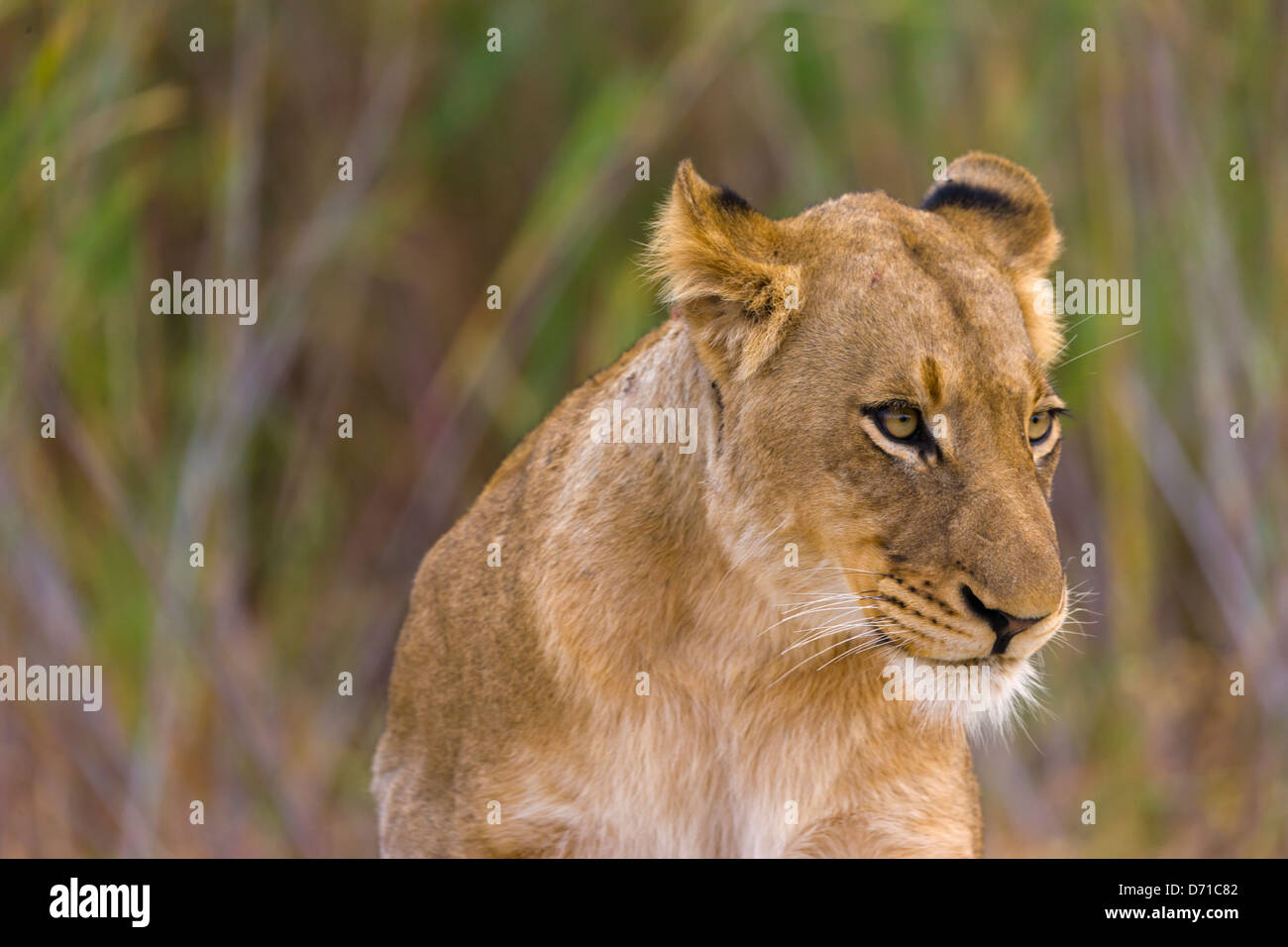Löwin, Südafrika Stockfoto