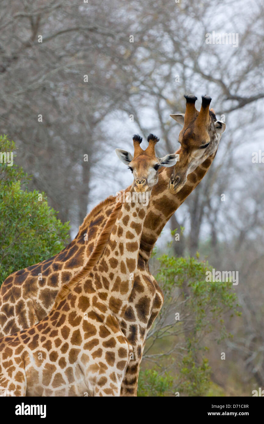 Giraffe, Mutter mit Jungtier, Südafrika Stockfoto