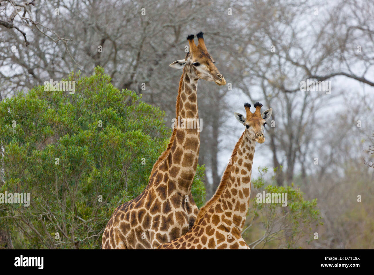 Giraffe, Mutter mit Jungtier, Südafrika Stockfoto