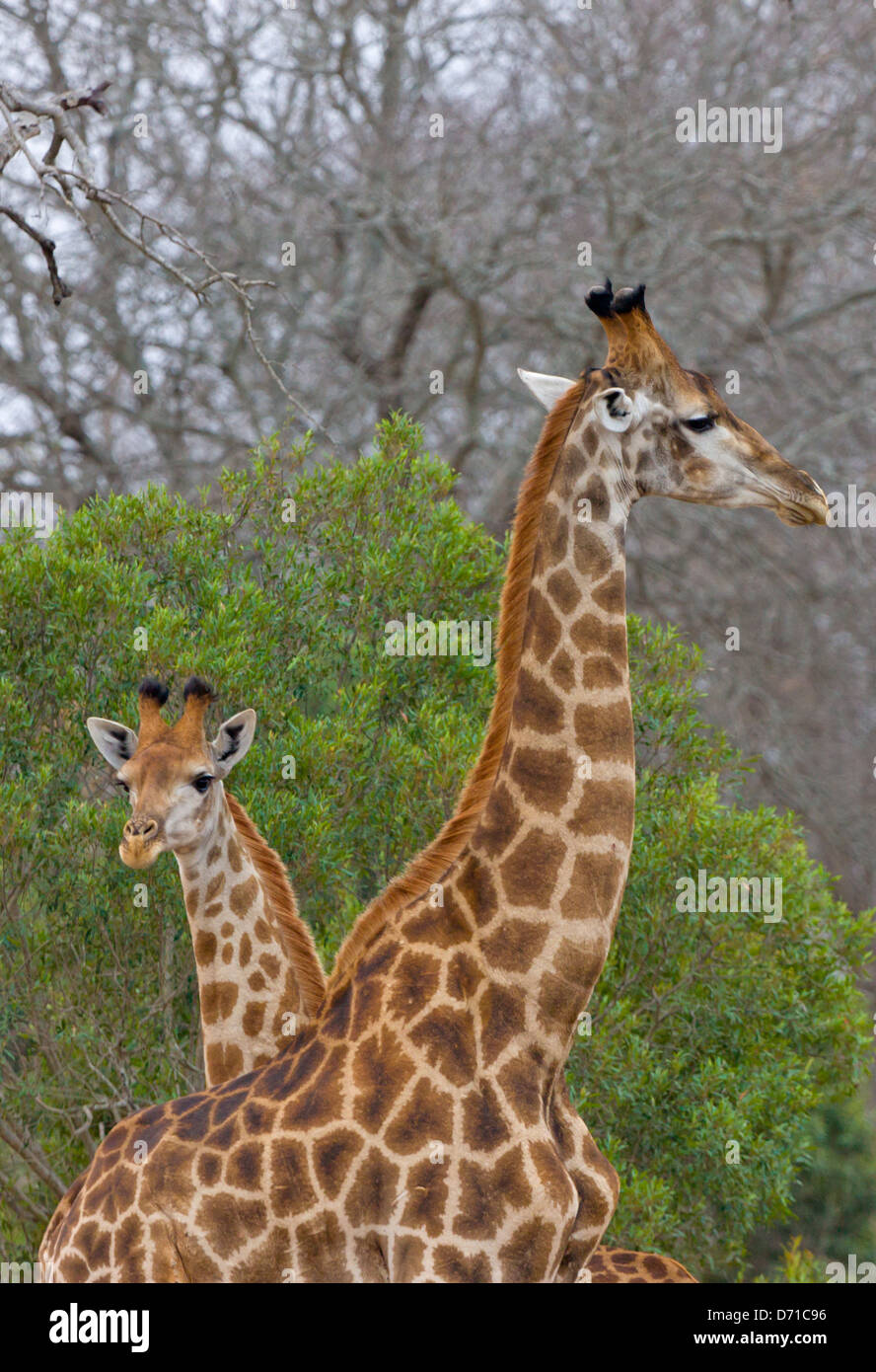 Giraffe, Mutter mit Jungtier, Südafrika Stockfoto