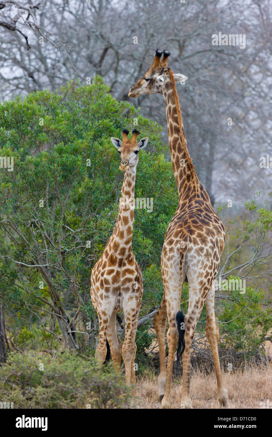Giraffe, Mutter mit Jungtier, Südafrika Stockfoto