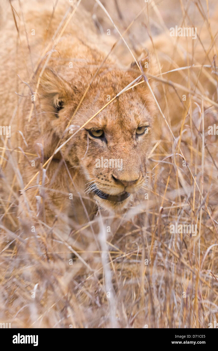 Löwin, Sabi Sand Game Reserve, Provinz Mpumalanga, Südafrika Stockfoto