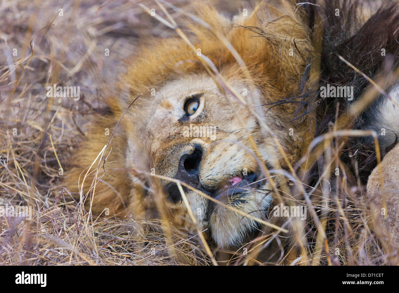 Lion, Südafrika Stockfoto