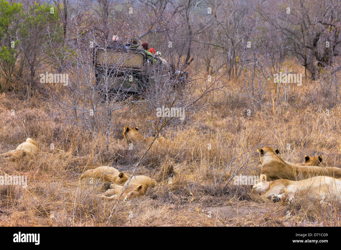 Touristen auf Safari-Jeep mit Löwen, Sabi Sand Game Reserve, Provinz Mpumalanga, Südafrika Stockfoto