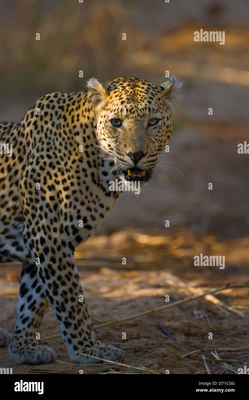 Leopard, Sabi Sand Game Reserve, Provinz Mpumalanga, Südafrika Stockfoto