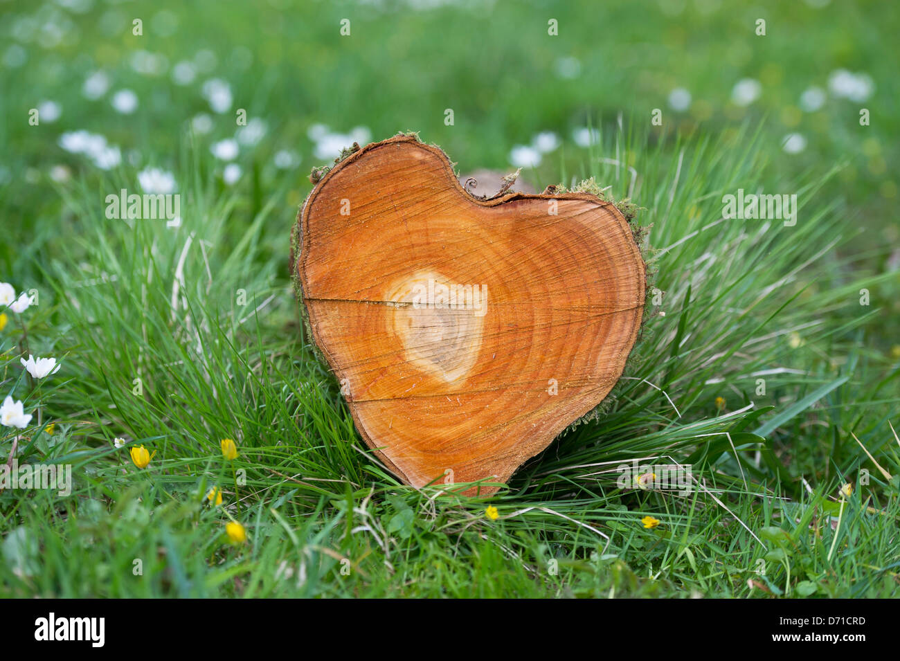 Geschnitten Sie Tree Trunk Herzform. Jahrringe Stockfoto