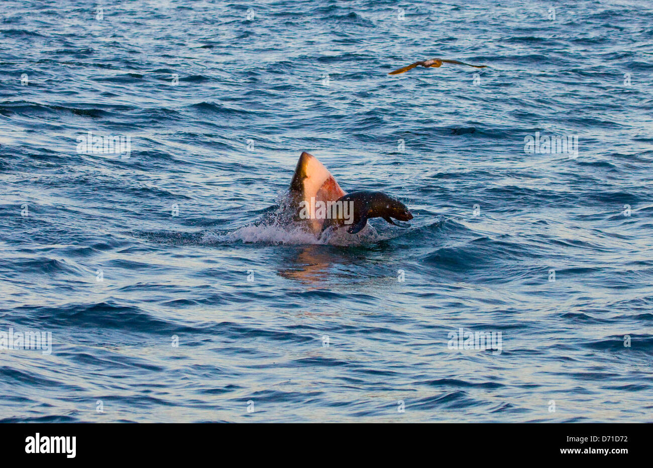 Der weiße Hai verletzt nach Siegel, False Bay, Südafrika Stockfoto