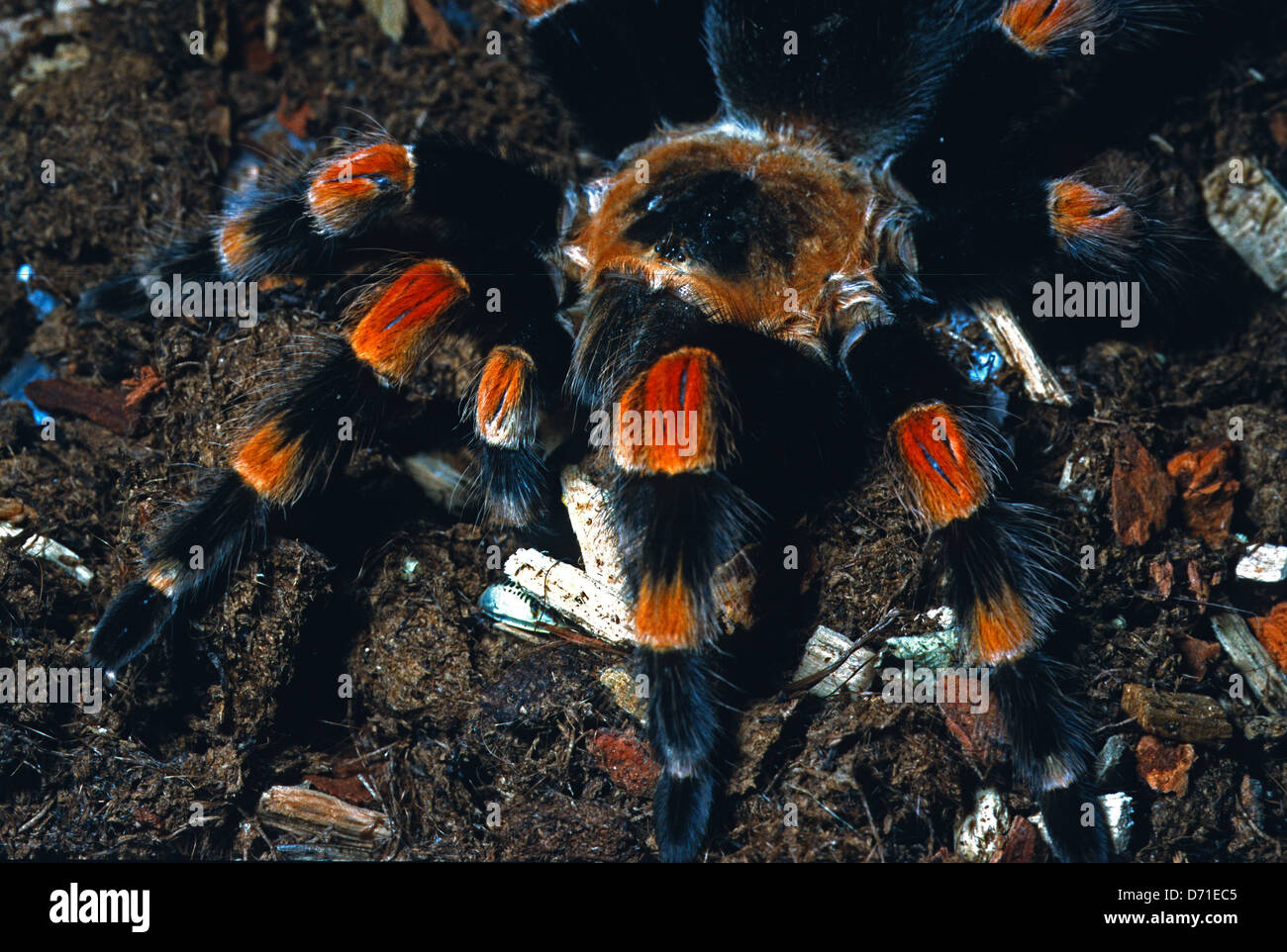 Mexikanische rote kneten Vogelspinne Brachypelma Smithi, tritt, Mexiko Stockfoto