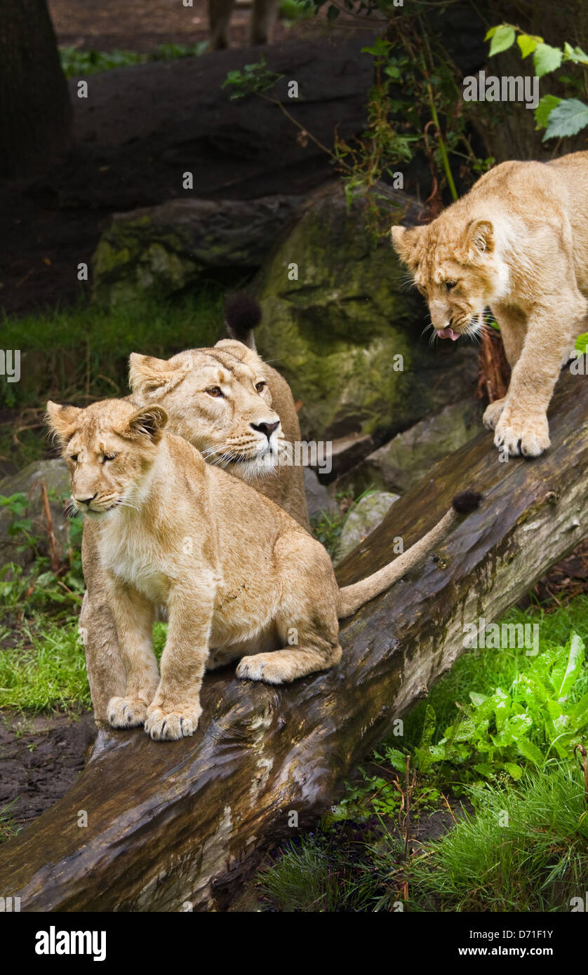 Asiatische Löwen oder Panthera Leo Persica - weibliche Löwen mit zwei jungen Erwachsenen an einem regnerischen Tag Stockfoto