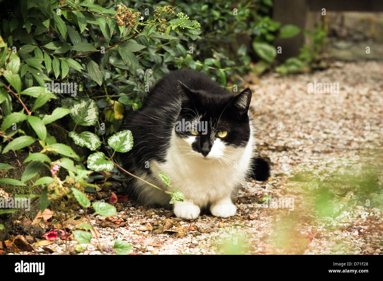 Schwarz / weiß Katze beobachtet einen Vogel im Garten im Sommer Stockfoto