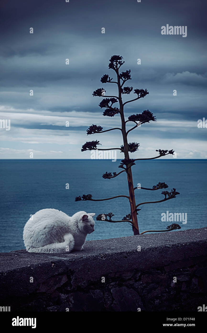 eine weiße Katze an einer Wand am Meer Stockfoto