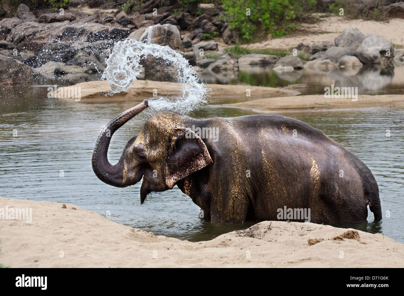 Asiatischer Elefant, Elephas Maximus, Mahout, waschen, Madhya Pradesh, Indien Stockfoto
