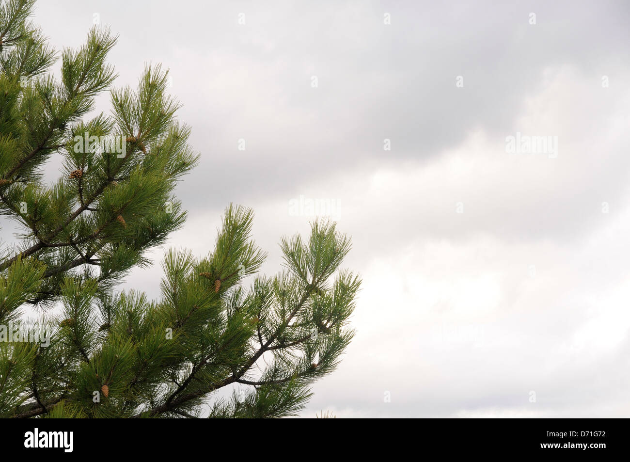 Kiefer mit Himmel im Hintergrund. Stockfoto