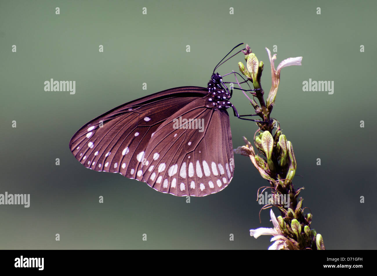 gemeinsame indische Krähe, Euploea Core, Schmetterling, Madhya Pradesh, Indien Stockfoto