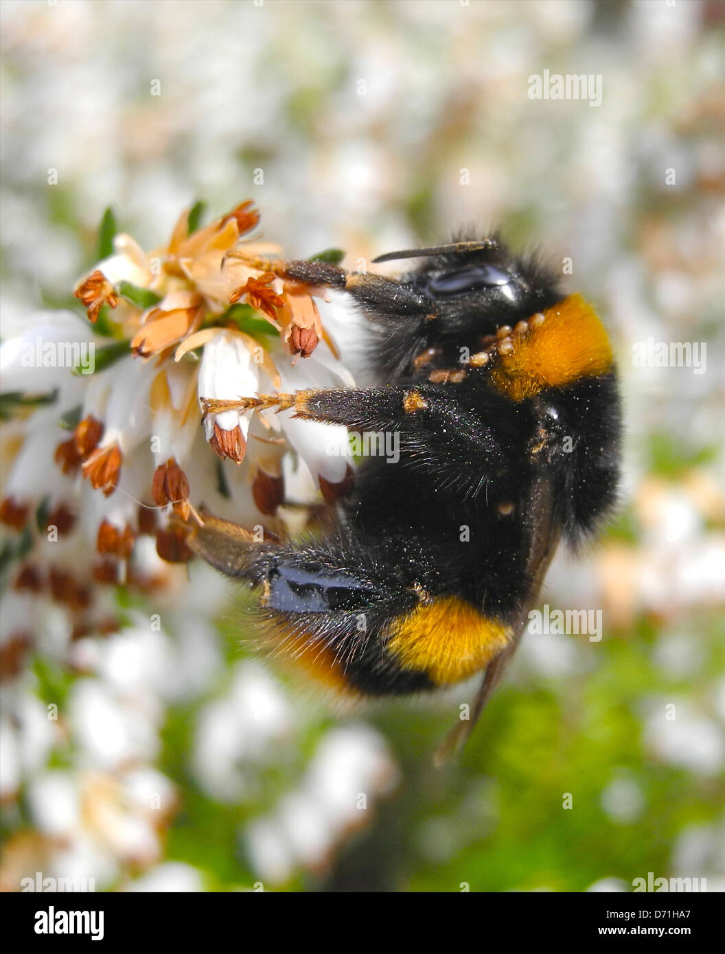 Bumble Bee Hummel auf Heidekraut Blüte im Frühjahr Stockfoto