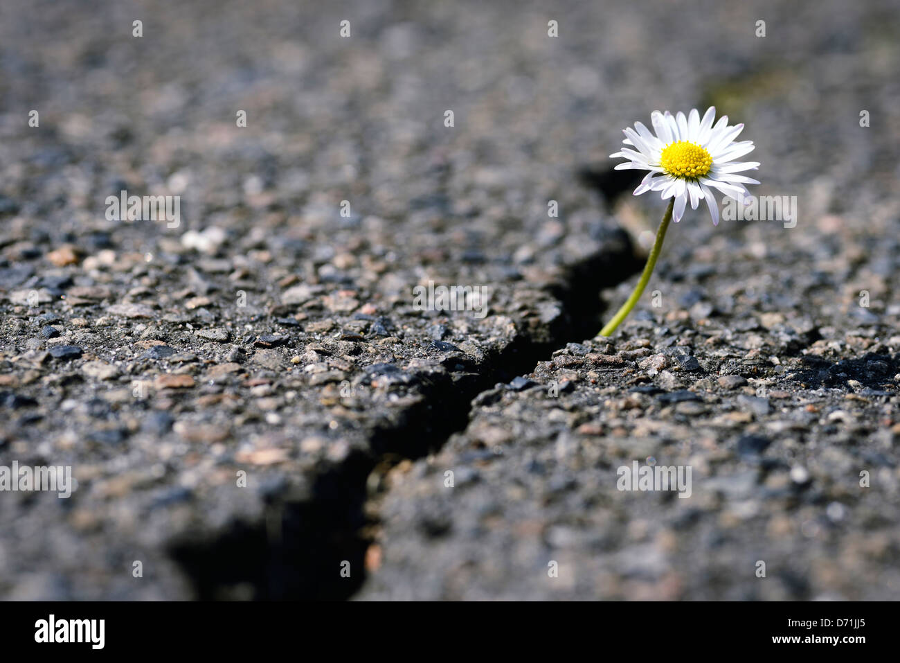 Daisy wächst durch eine Asphalt-Abdeckung Stockfoto