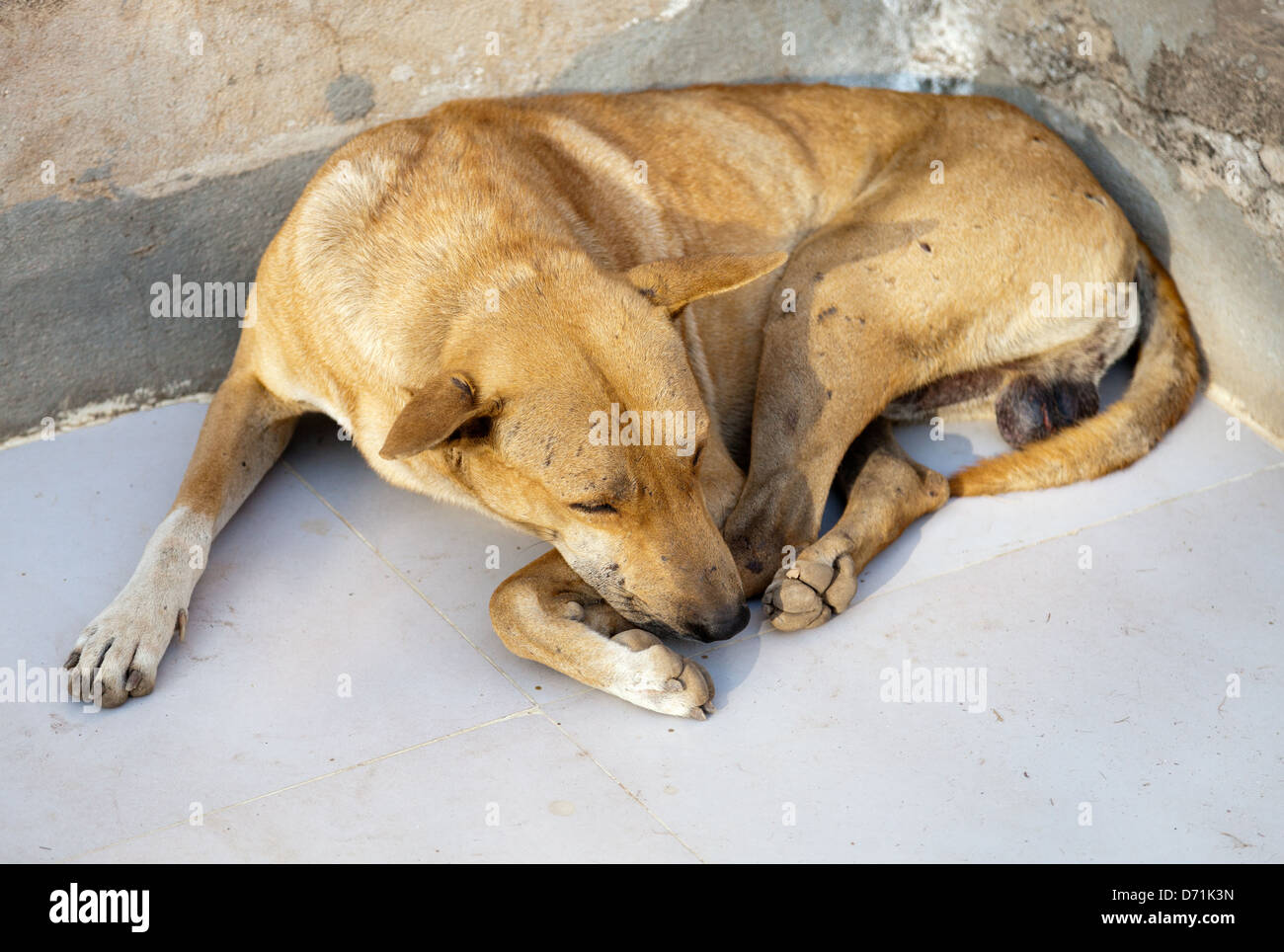 Dösenden Straßenhund in Bagan, Myanmar 2 Stockfoto