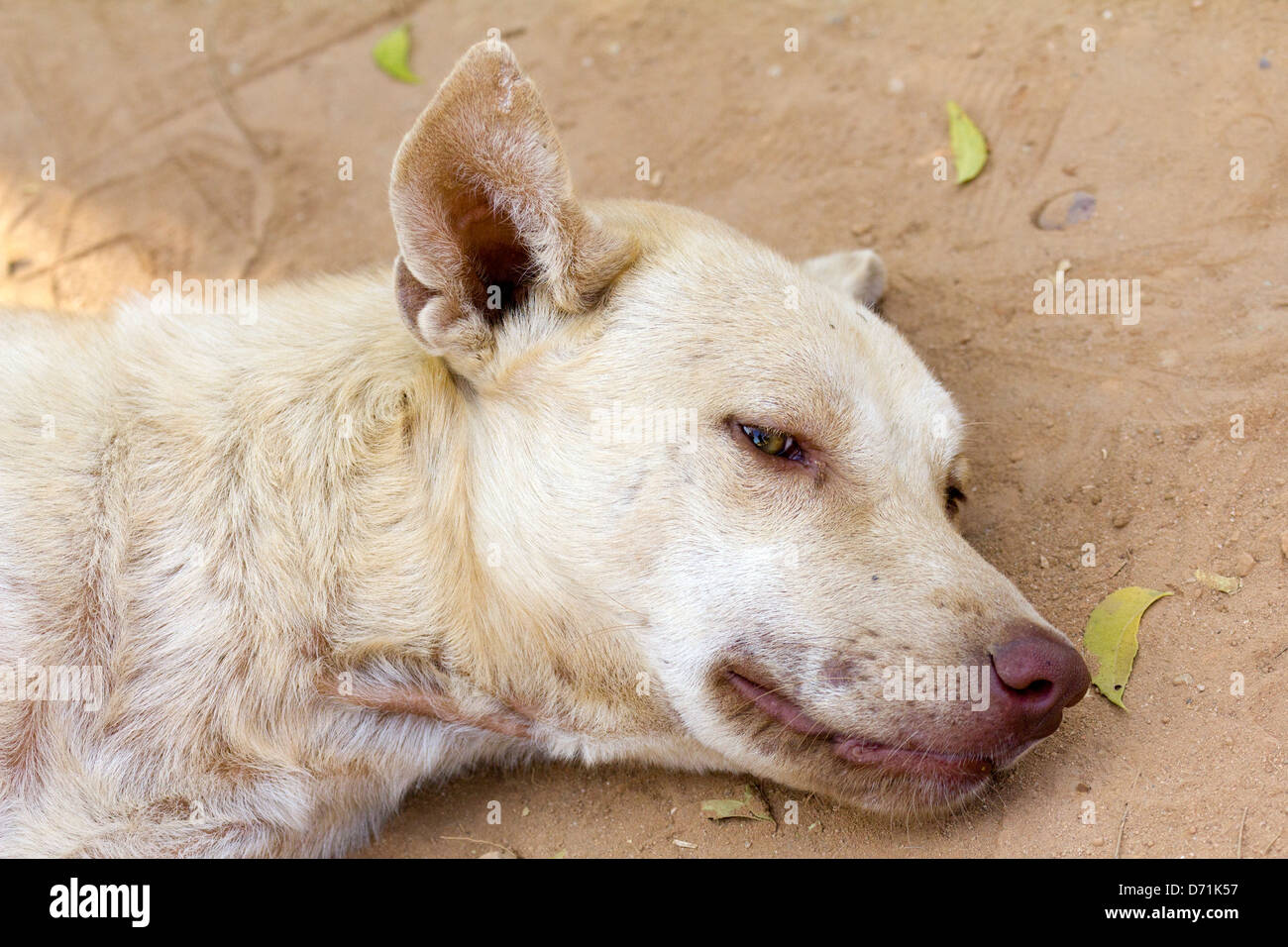 Dösenden Straßenhund in Bagan, Myanmar Stockfoto