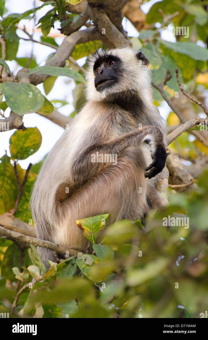 Hanuman-Languren, Affe, Semnopithecus Entellus, Baum, Pench, Tiger Reserve, Madhya Pradesh, Indien Stockfoto