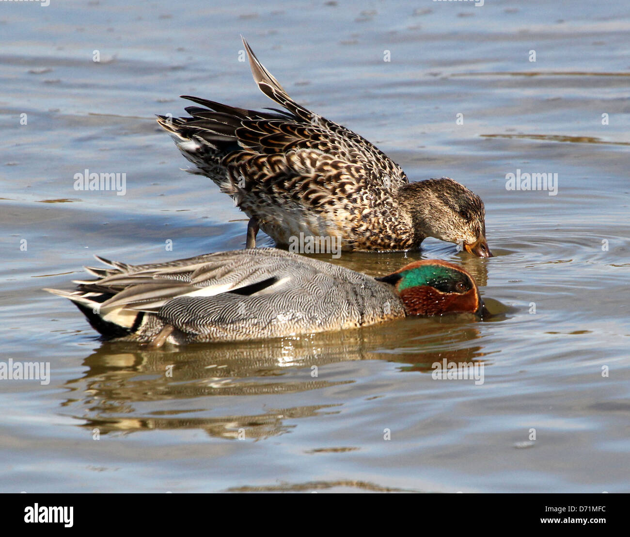 Paar Reifen männlichen und weiblichen gemeinsame Krickenten (Anas Vogelarten) schwimmen und Nahrungssuche in den Küstengewässern Stockfoto
