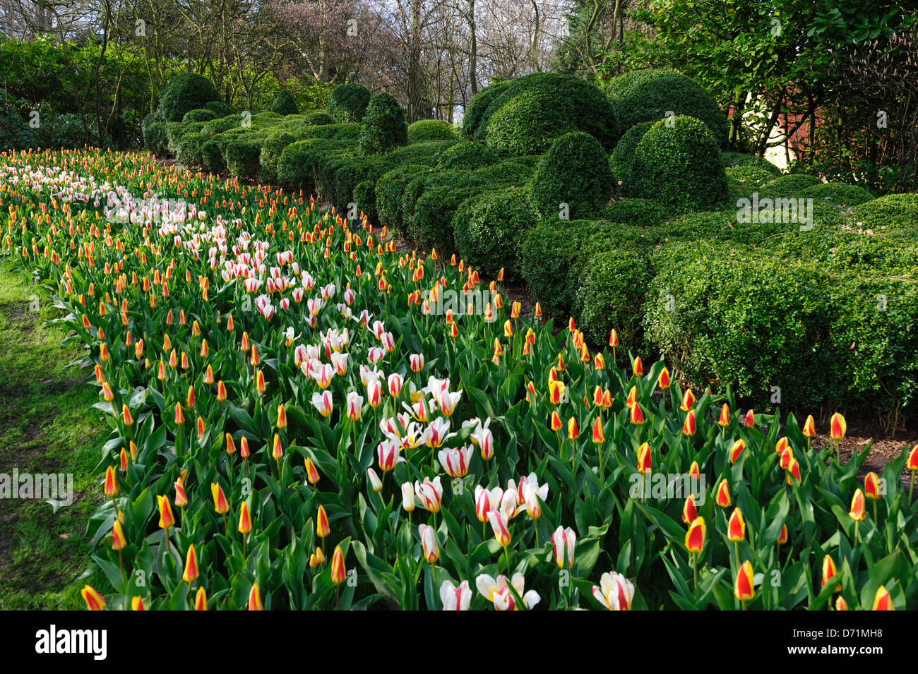 Der Blumengarten "Keukenhof" im Frühjahr. Lisse, Niederlande. Stockfoto